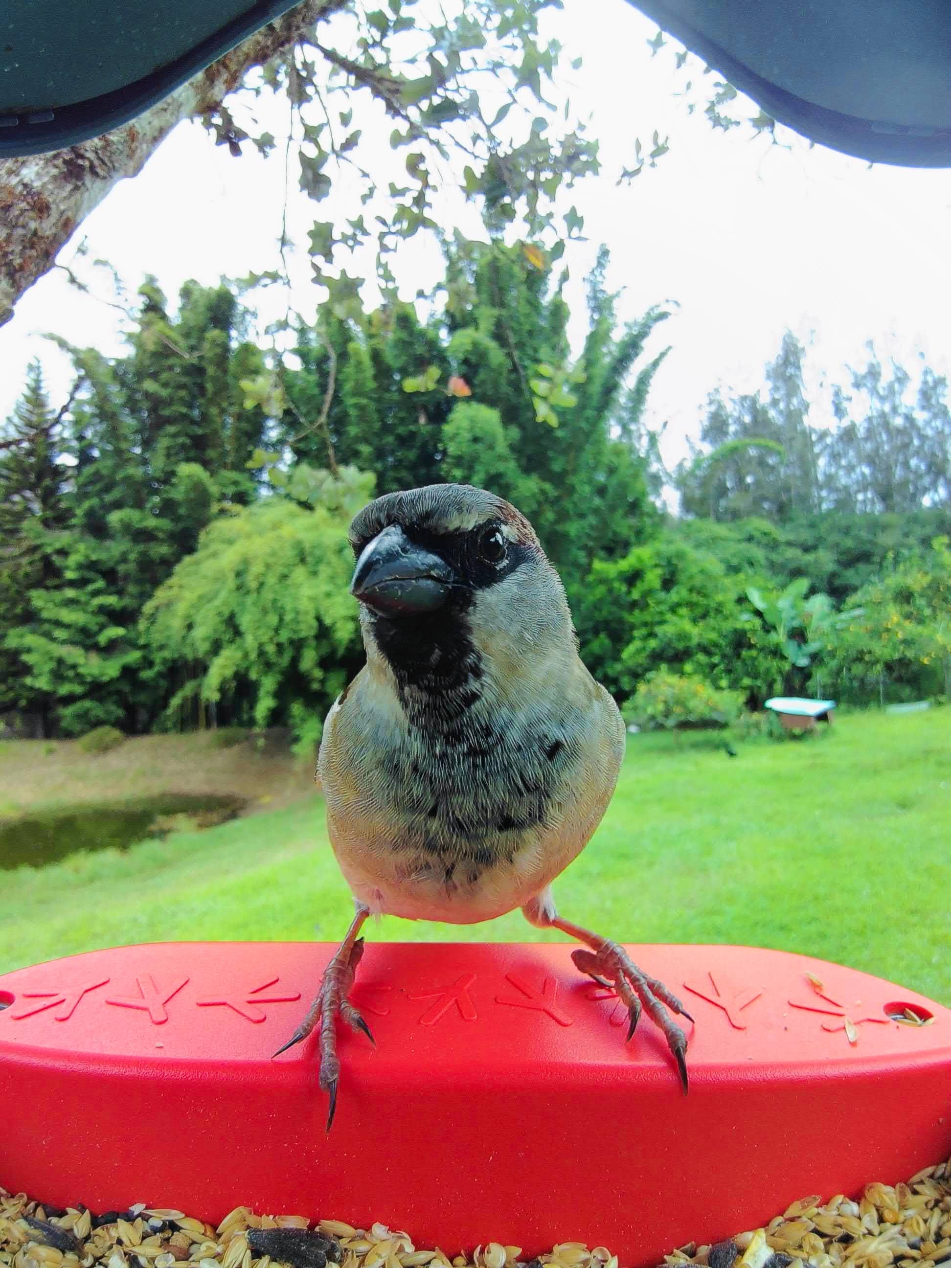 Picture of a house sparrow sitting on the Birdbuddy perch