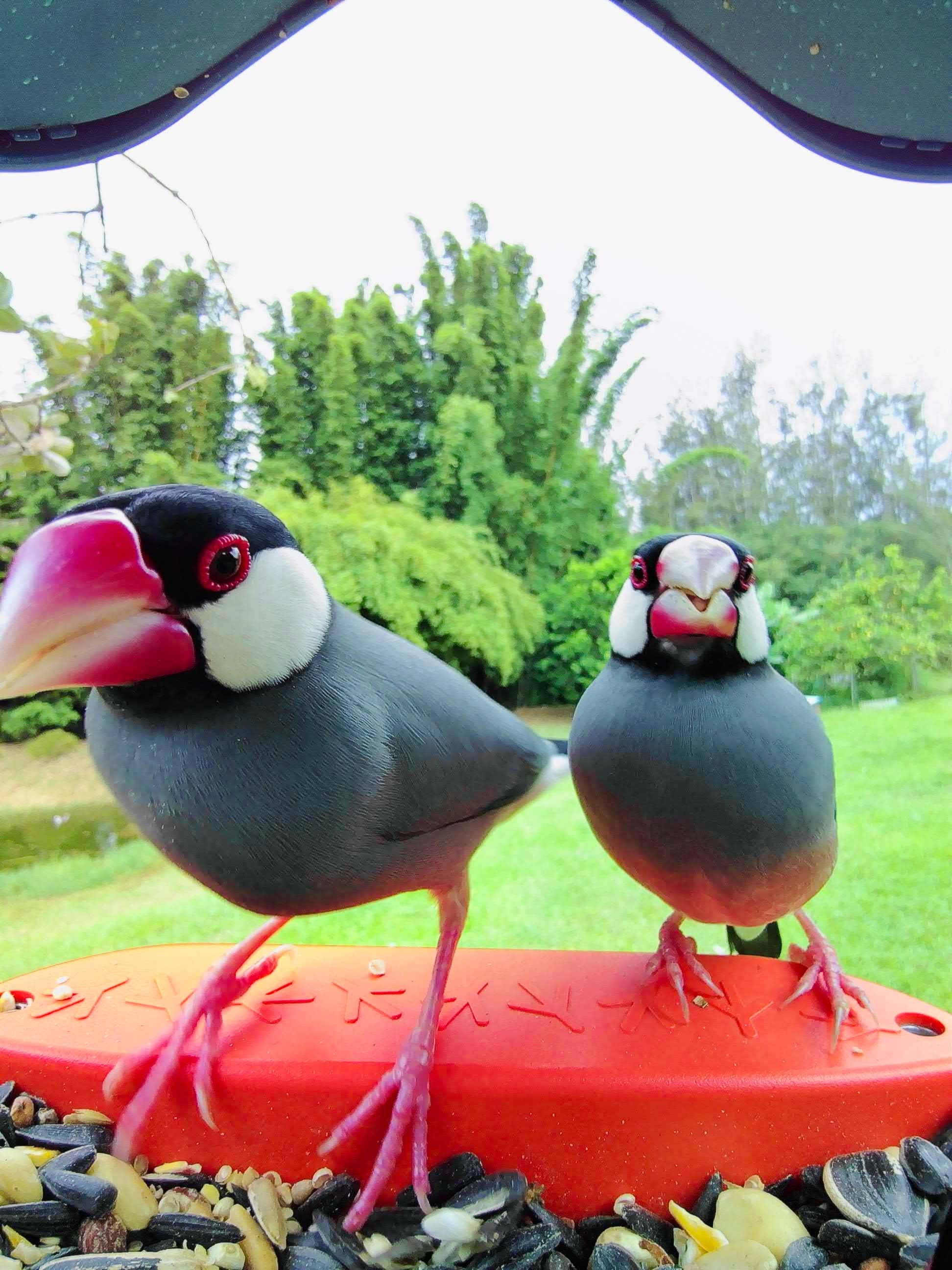 Picture of two java sparrows sitting on the Birdbuddy perch