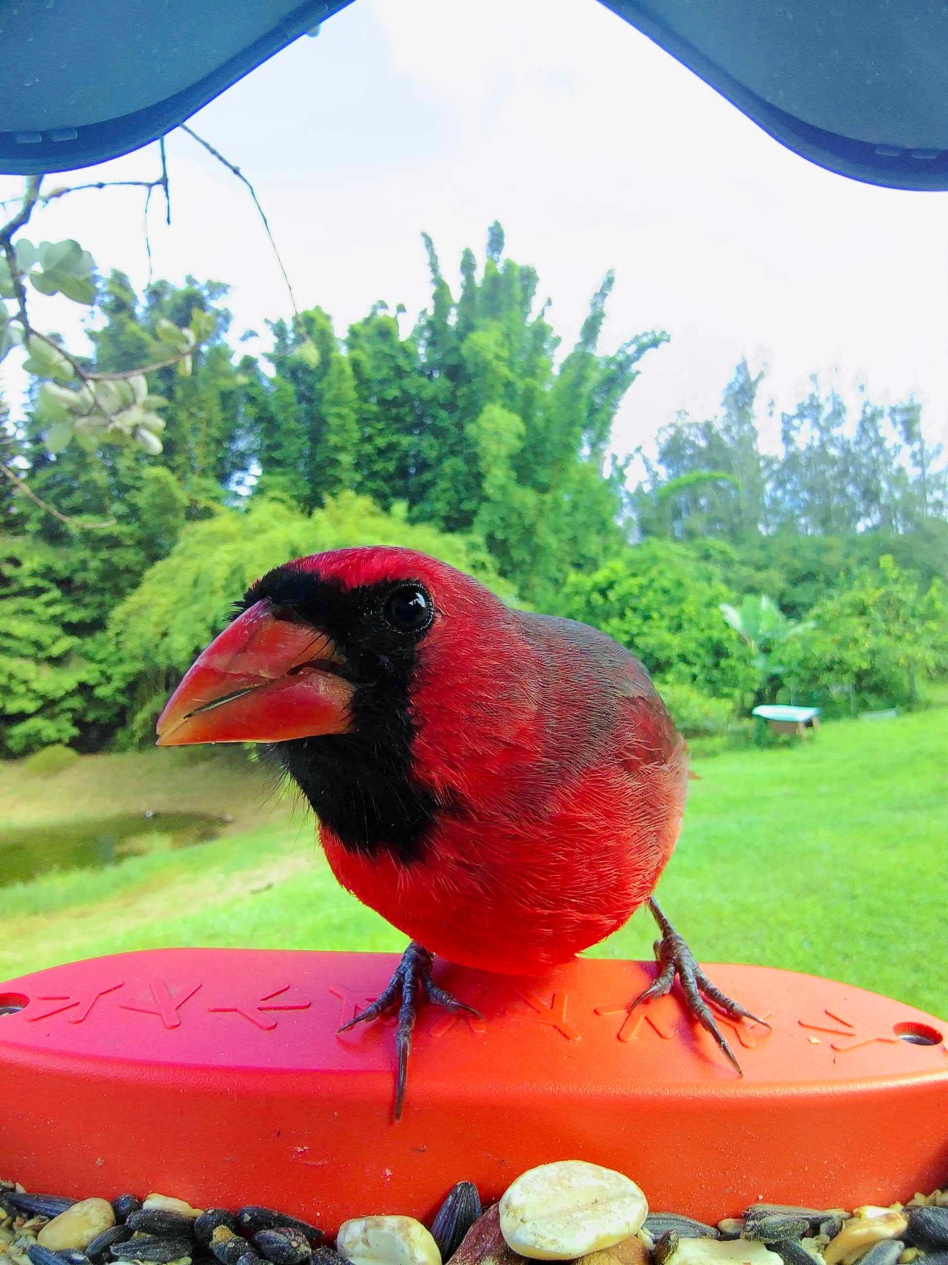 Picture of a northern cardinal sitting on the Birdbuddy perch
