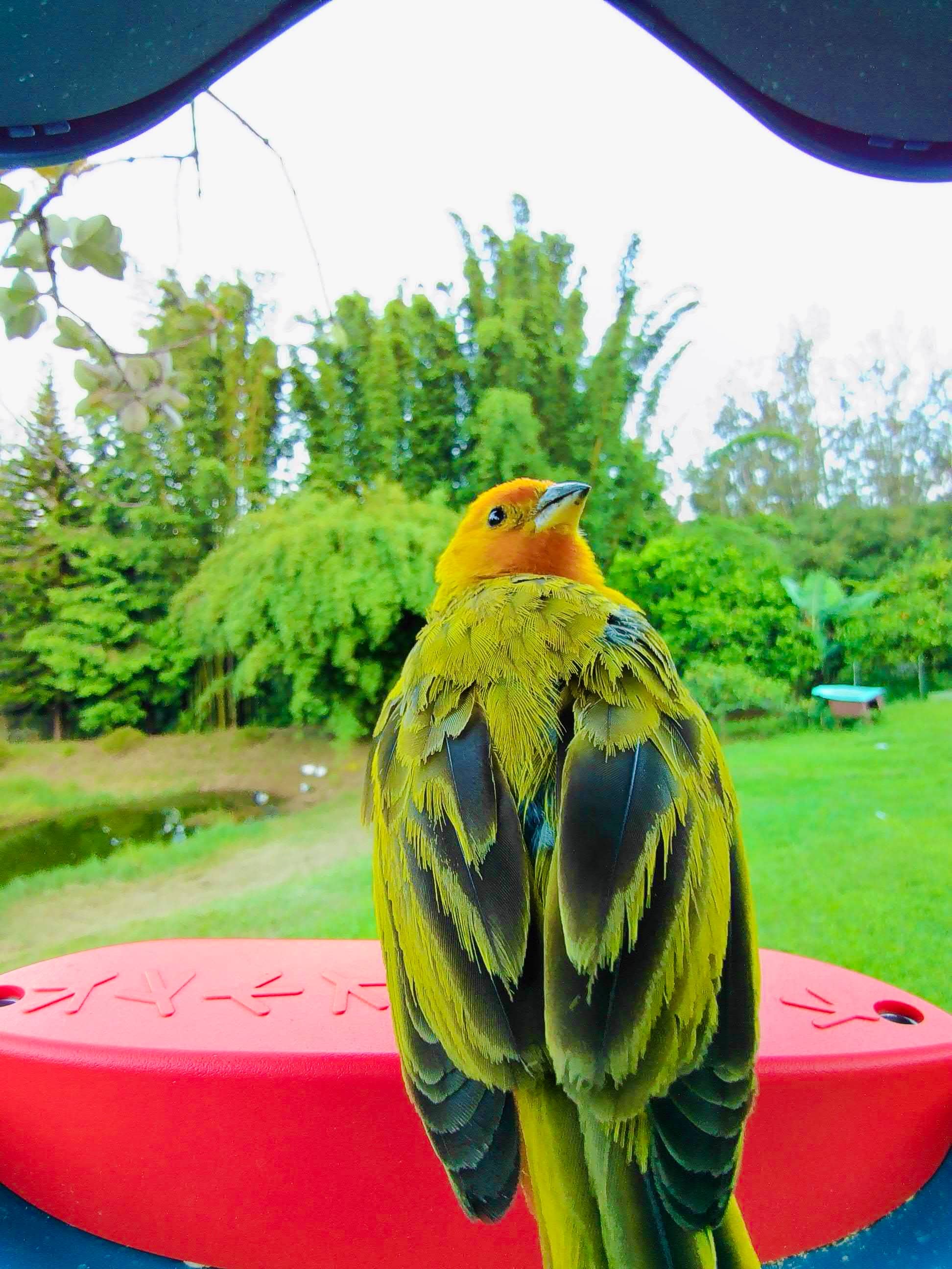 Picture of a saffron finch sitting on the Birdbuddy perch