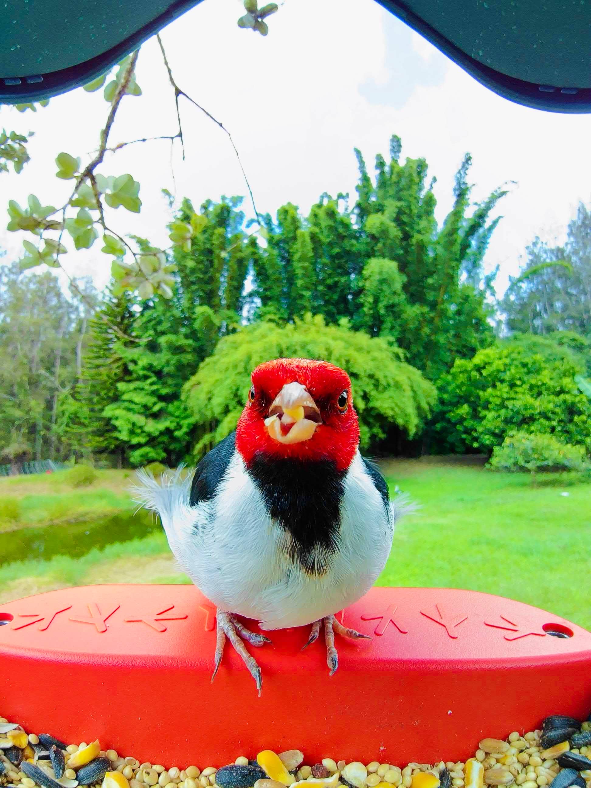 Picture of a yellow billed cardinal sitting on the Birdbuddy perch