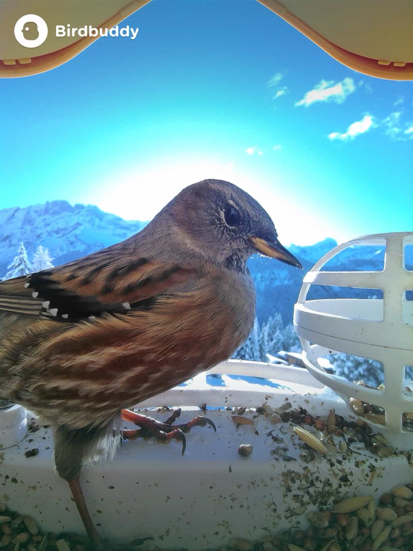 Alpine Accentor on a feeder