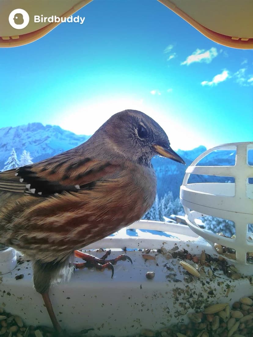 Alpine Accentor on a feeder