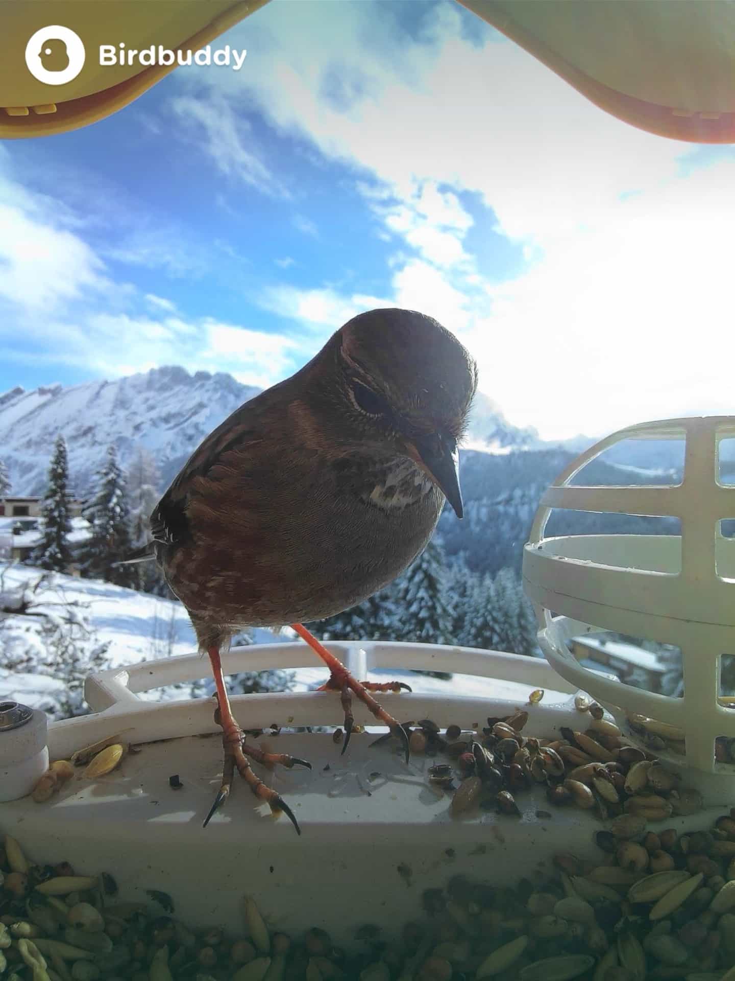 Alpine Accentor on a feeder