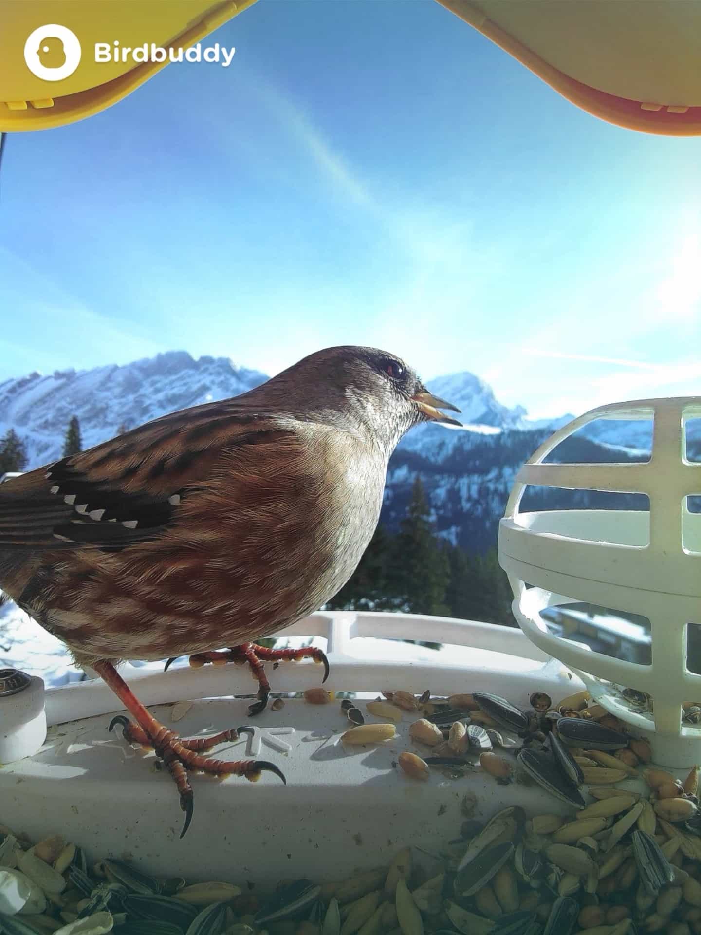 Alpine Accentor on a feeder