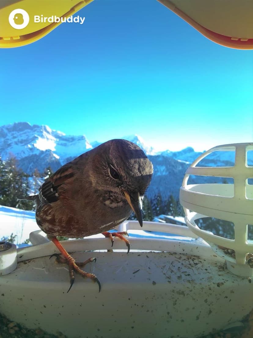 Alpine Accentor on a feeder