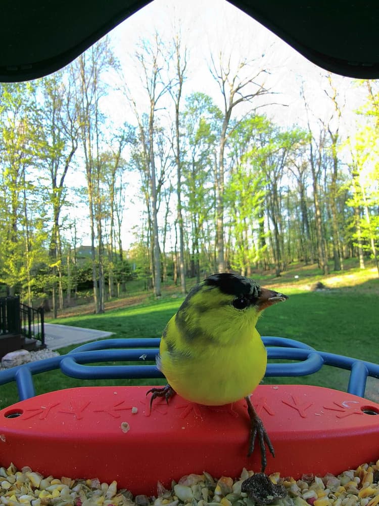 Adult male American Goldfinch