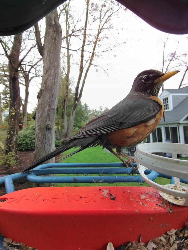 Adult female American Robin