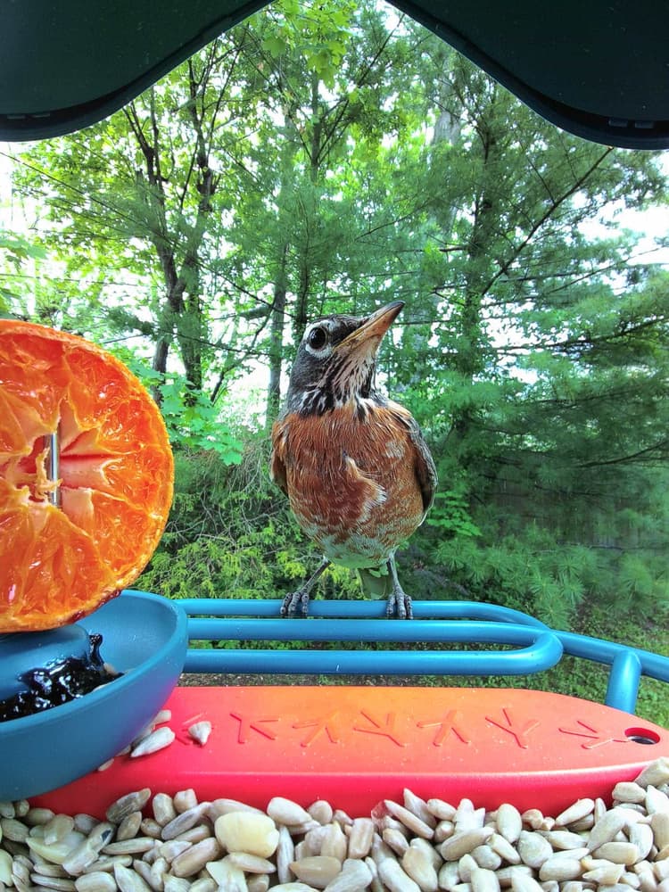 Juvenile American Robin