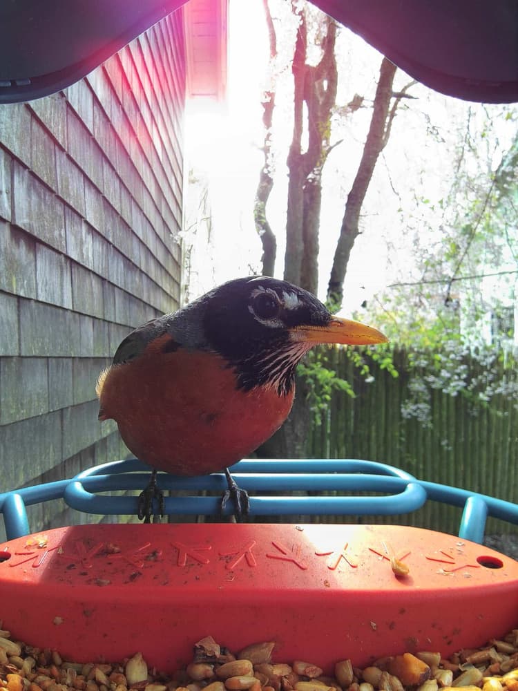 Adult male American Robin
