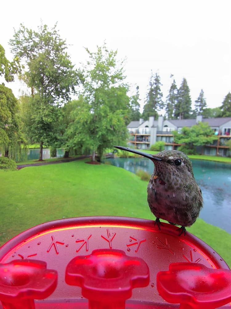 Adult female Anna's Hummingbird