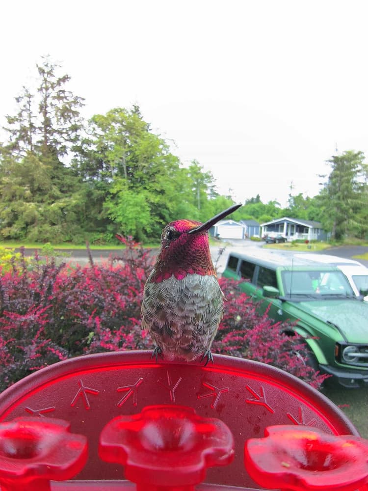 Adult male Anna's Hummingbird