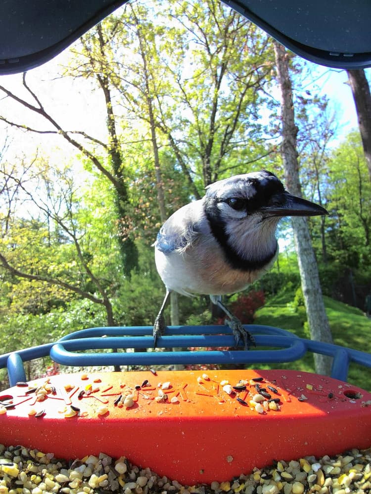 Adult female Blue Jay