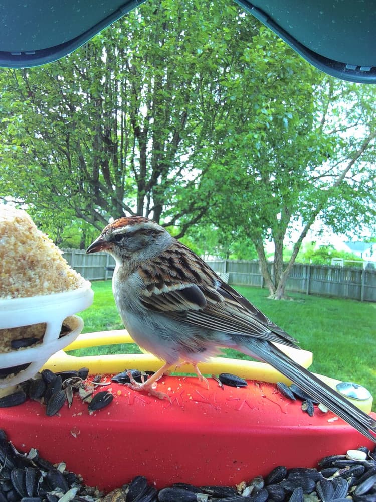 Adult female Chipping Sparrow