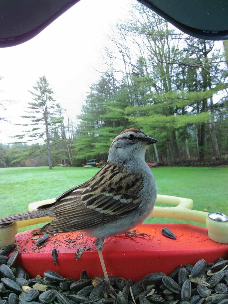 Adult male Chipping Sparrow