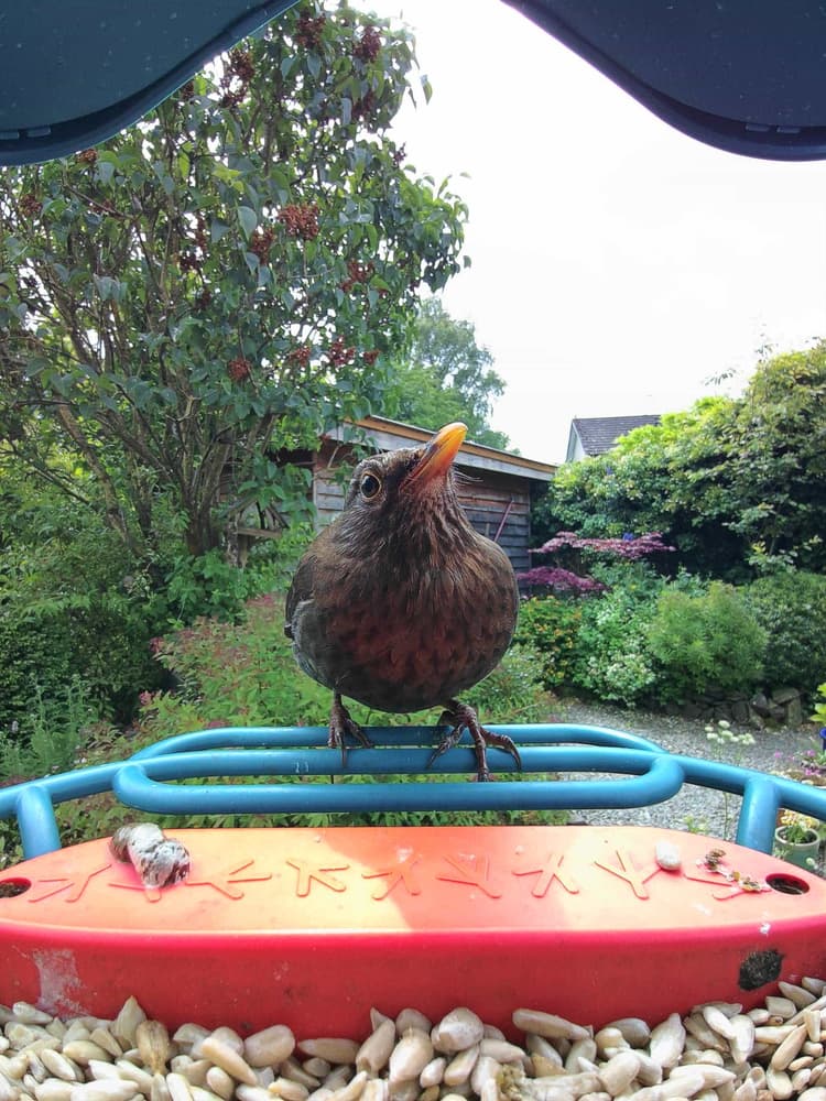 Adult female Common Blackbird