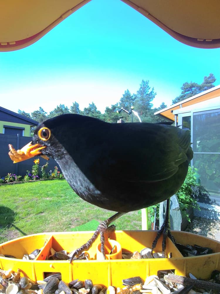 Adult male Common Blackbird