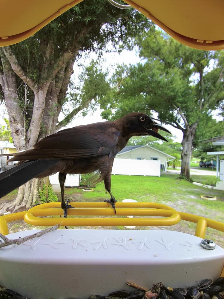 Adult female Common Grackle