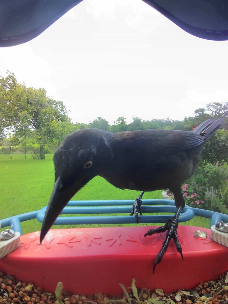 Juvenile Common Grackle
