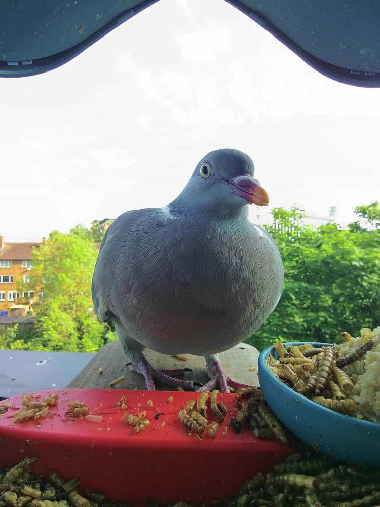 Adult male Common Wood Pigeon