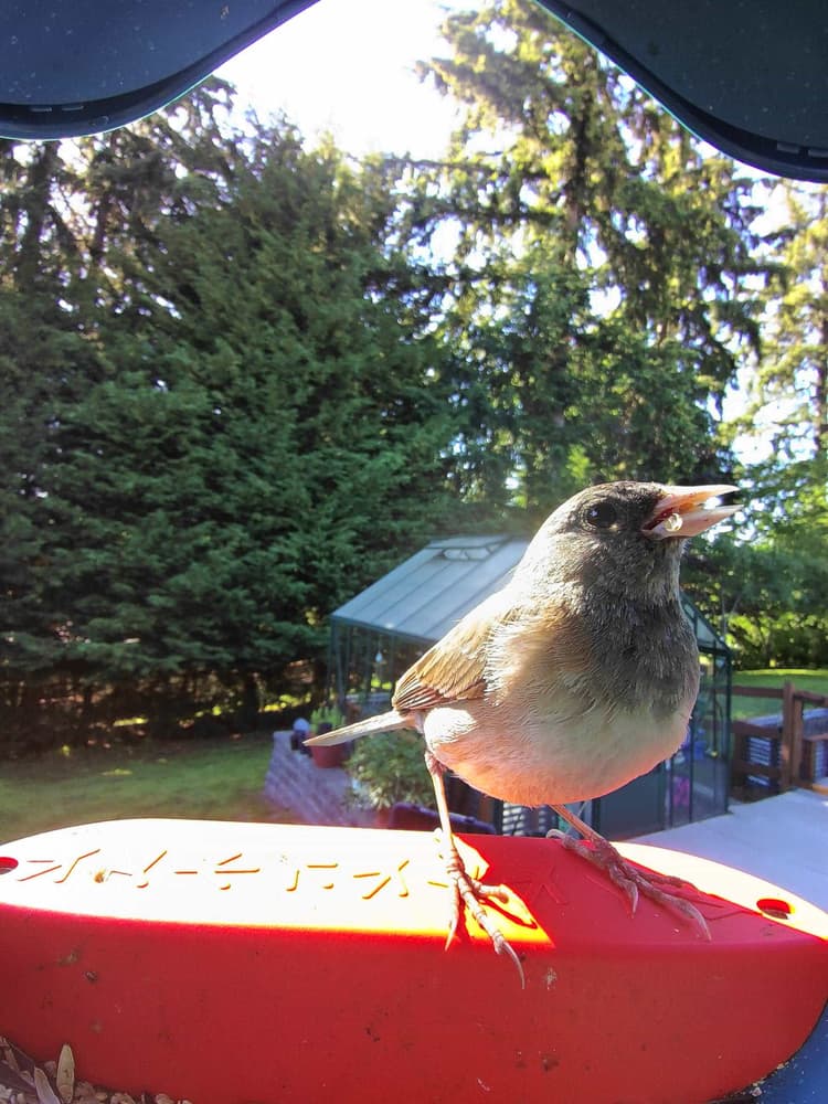 Adult female Dark-Eyed Junco