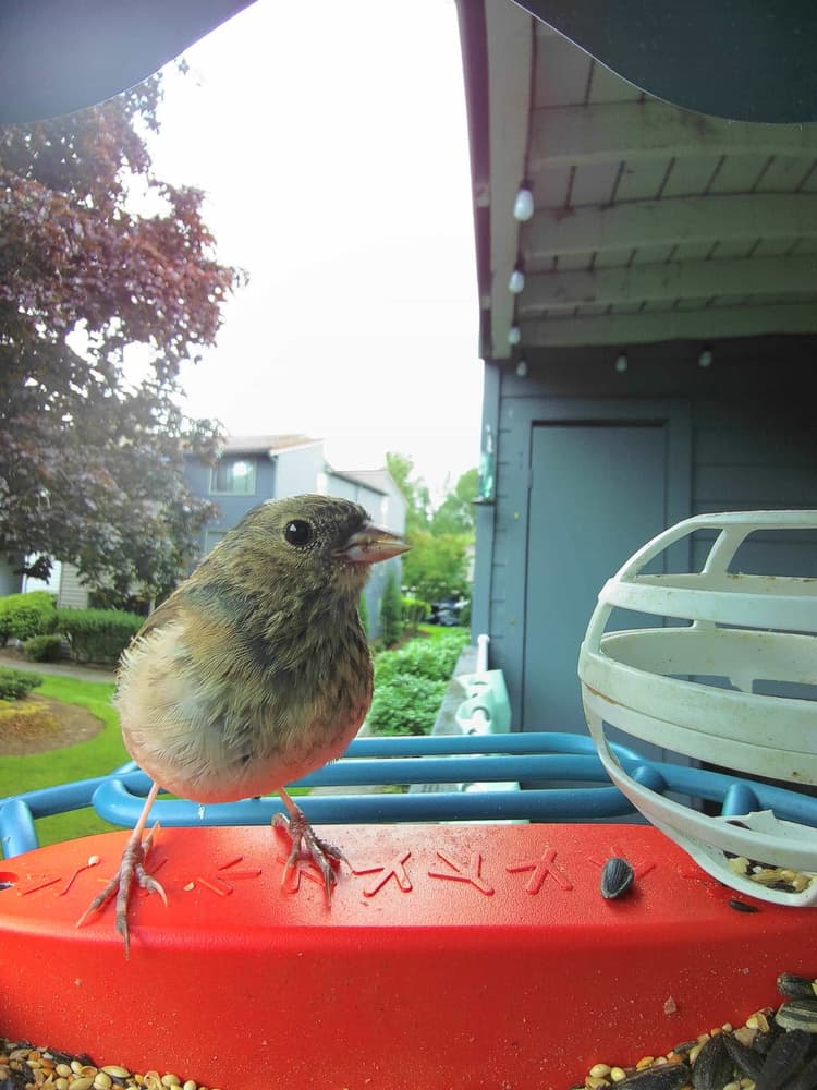 Juvenile Dark-Eyed Junco