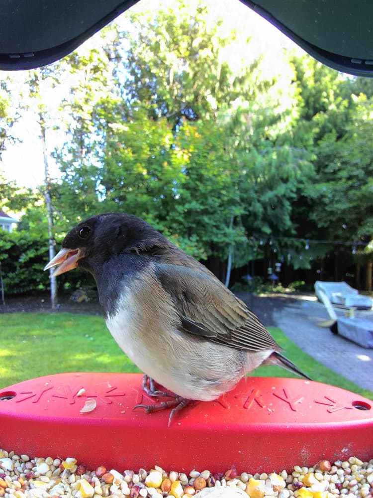 Adult male Dark-Eyed Junco