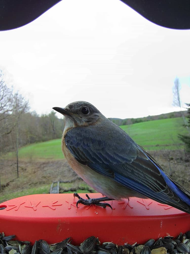 Adult female Eastern Bluebird