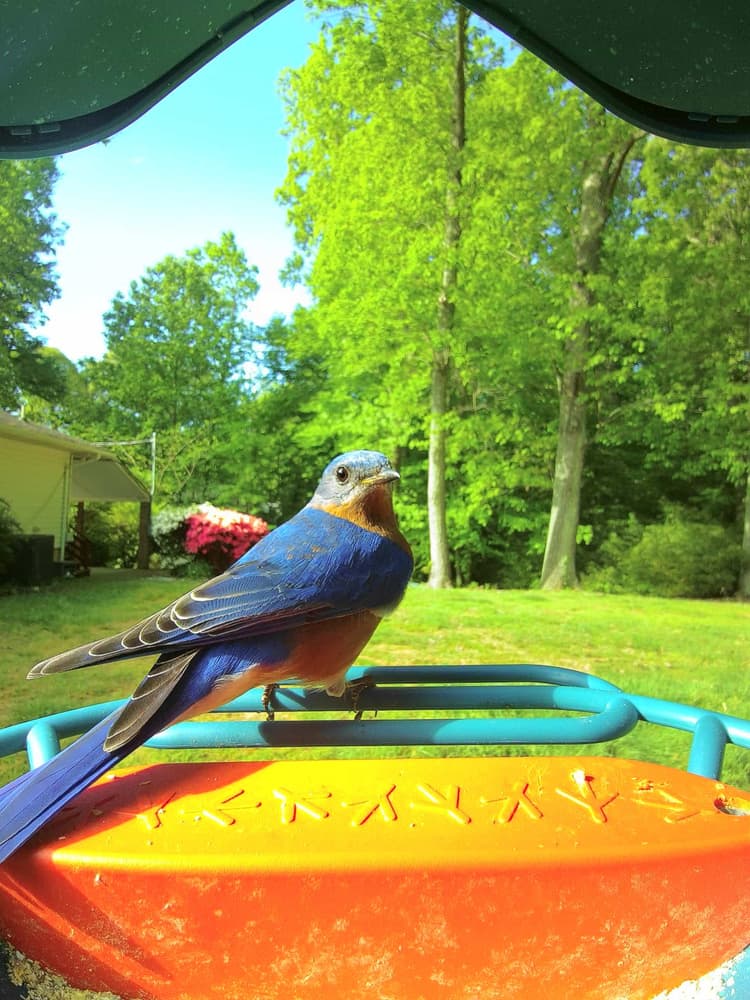 Adult male Eastern Bluebird