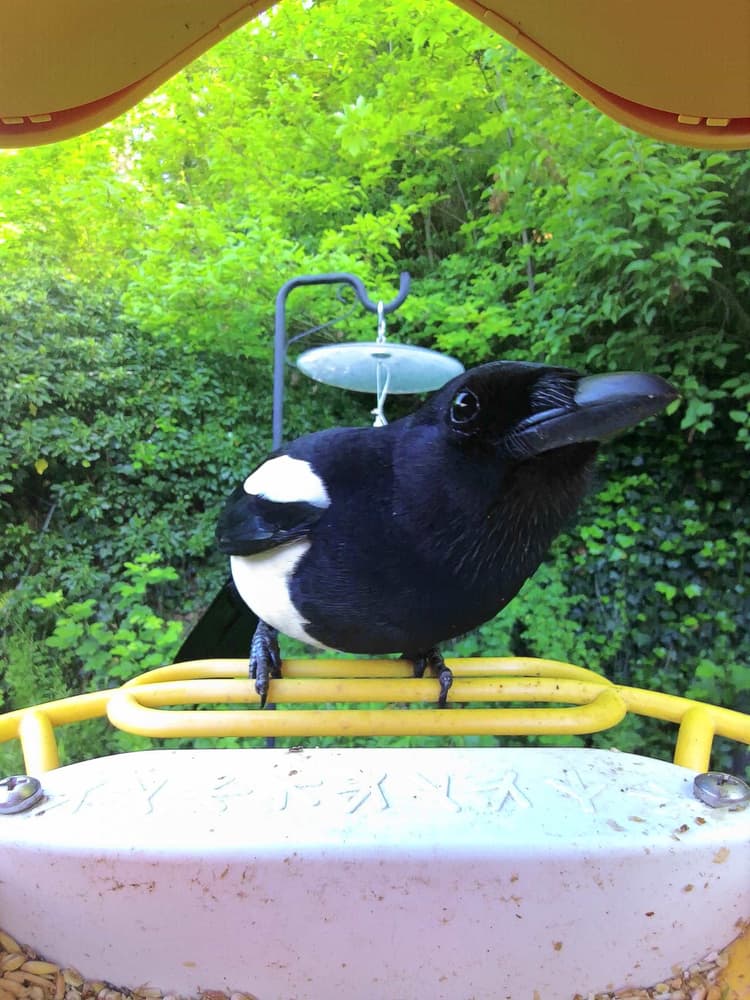 Adult female Eurasian Magpie