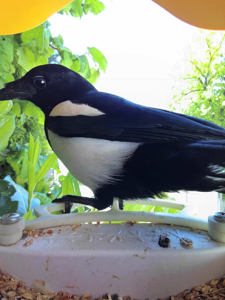 Juvenile Eurasian Magpie