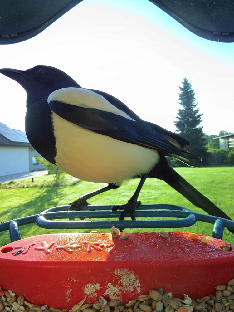 Adult male Eurasian Magpie