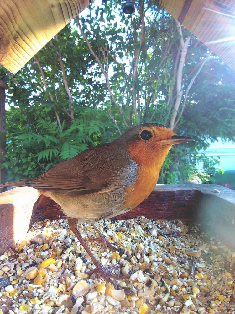 Adult female European Robin