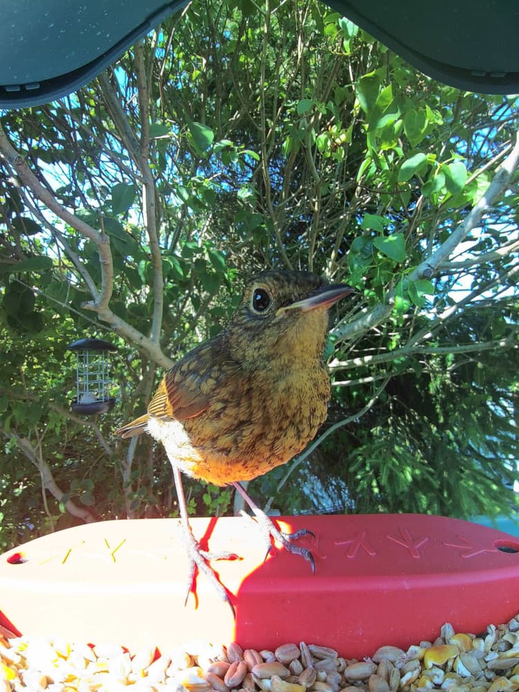 Juvenile European Robin