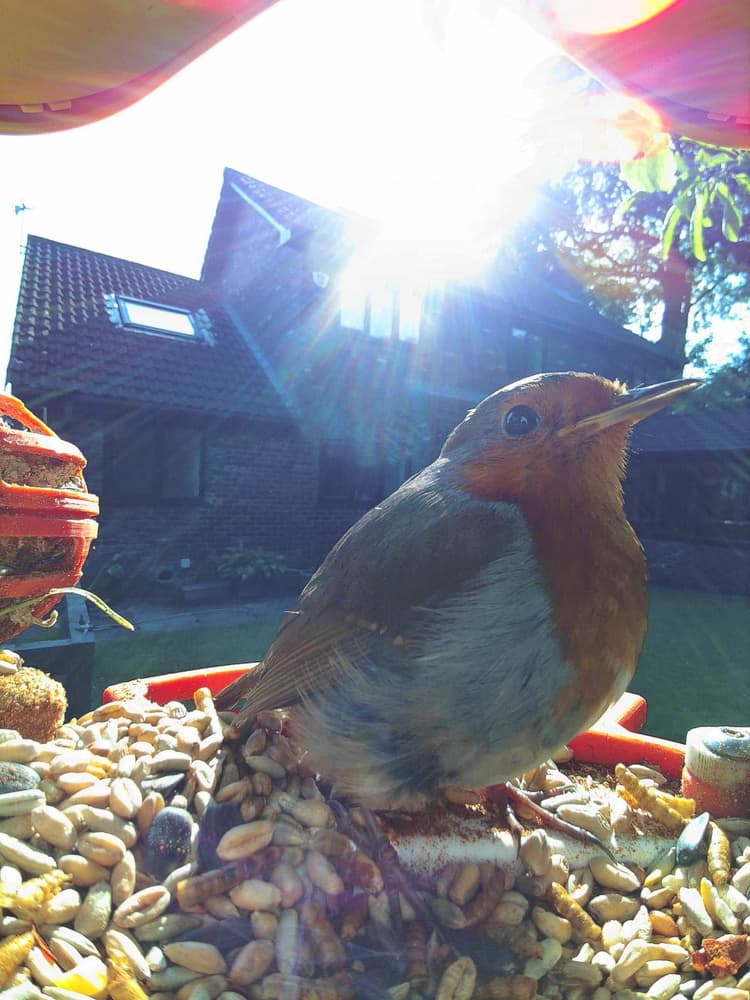 Adult male European Robin