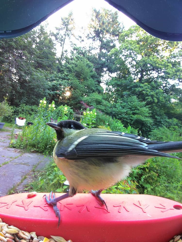 Adult female Great Tit