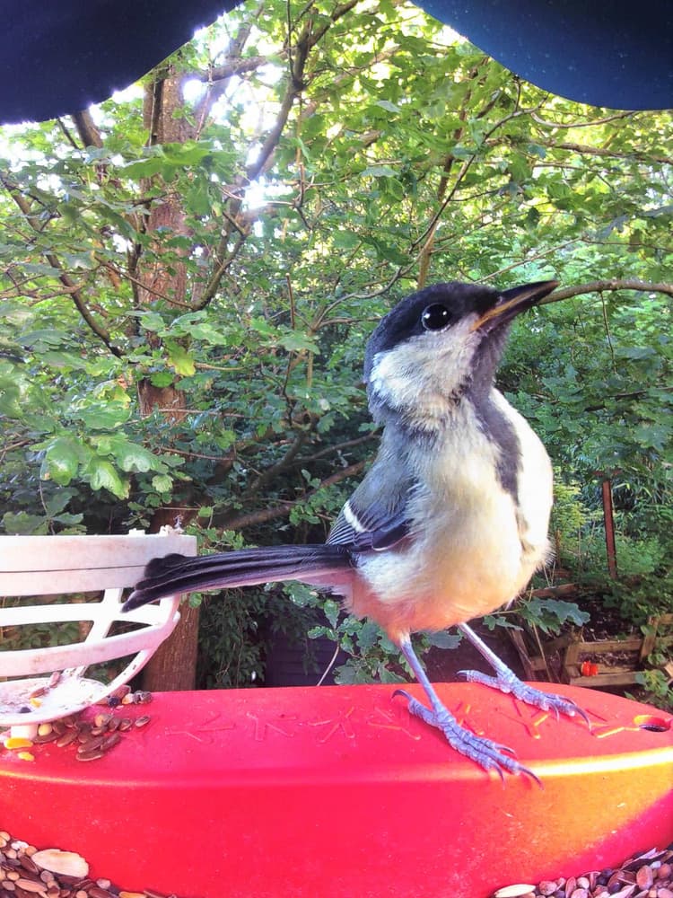 Juvenile Great Tit