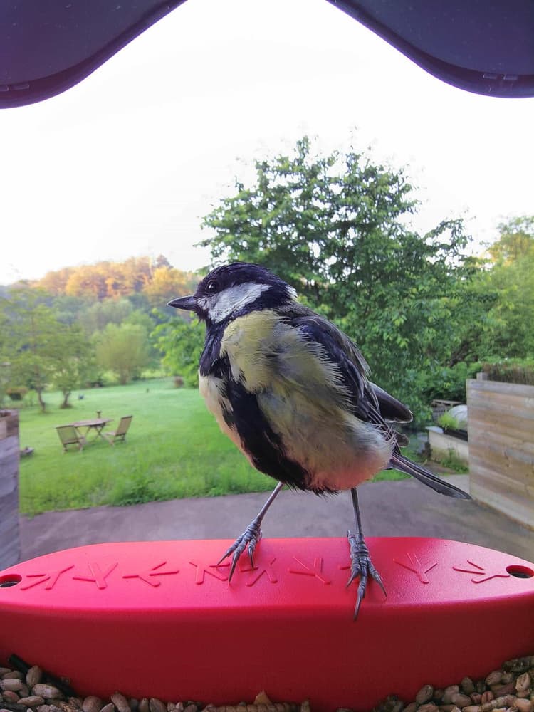 Adult male Great Tit