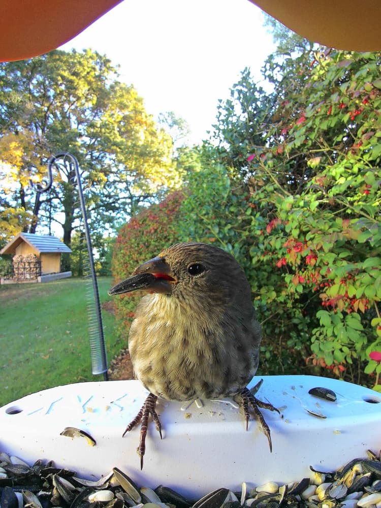 Adult female House Finch