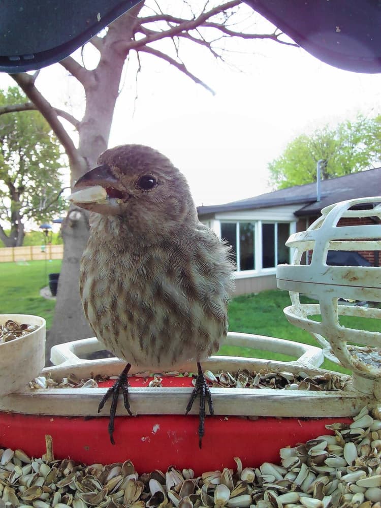 Juvenile House Finch