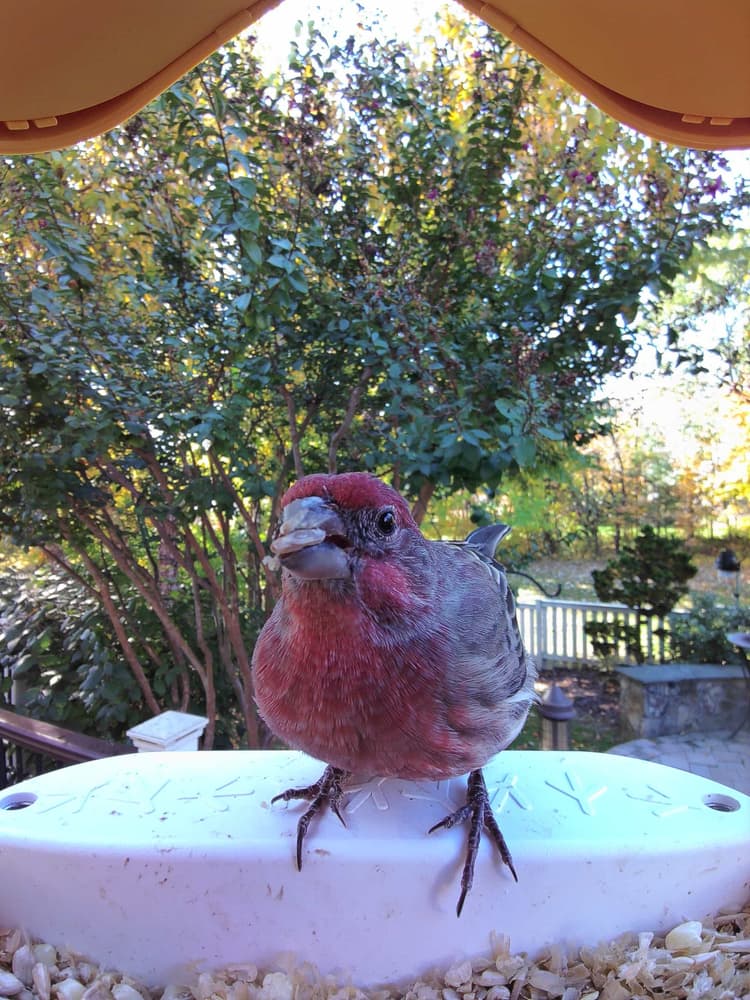 Adult male House Finch
