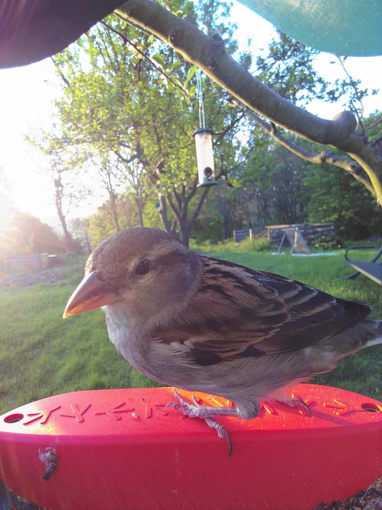 Adult female House Sparrow
