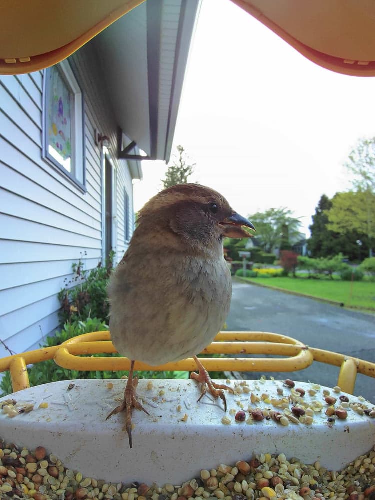Juvenile House Sparrow