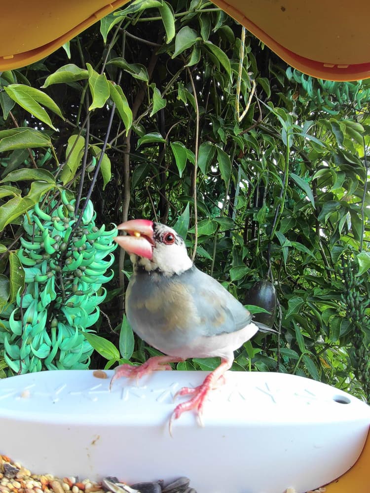 Juvenile Java Sparrow
