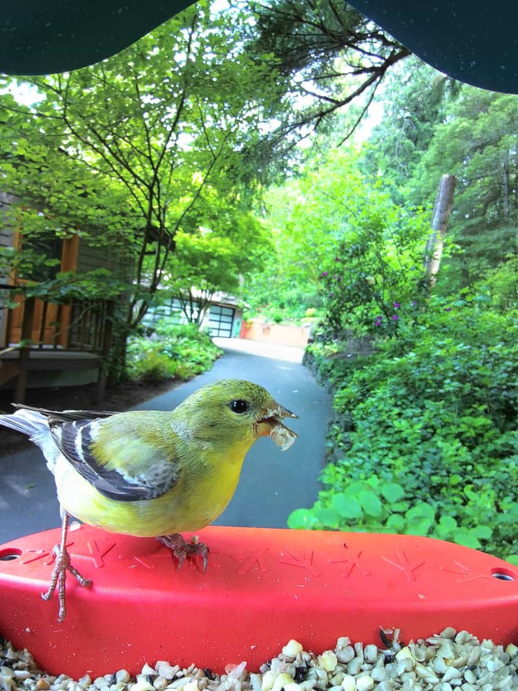 Adult female Lesser Goldfinch