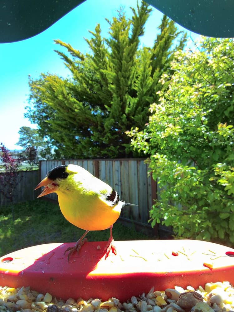Adult male Lesser Goldfinch