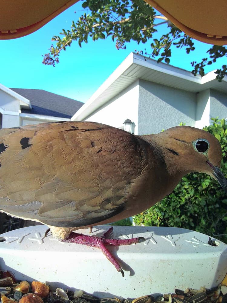 Adult female Mourning Dove