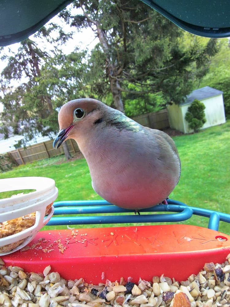 Adult male Mourning Dove