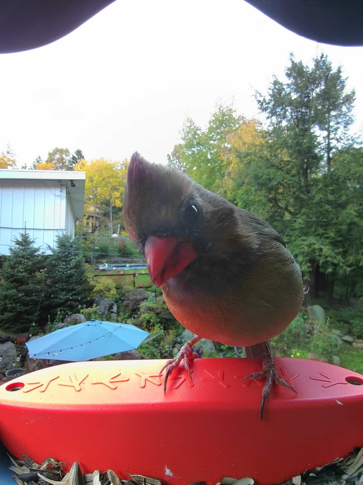 Adult female Northern Cardinal