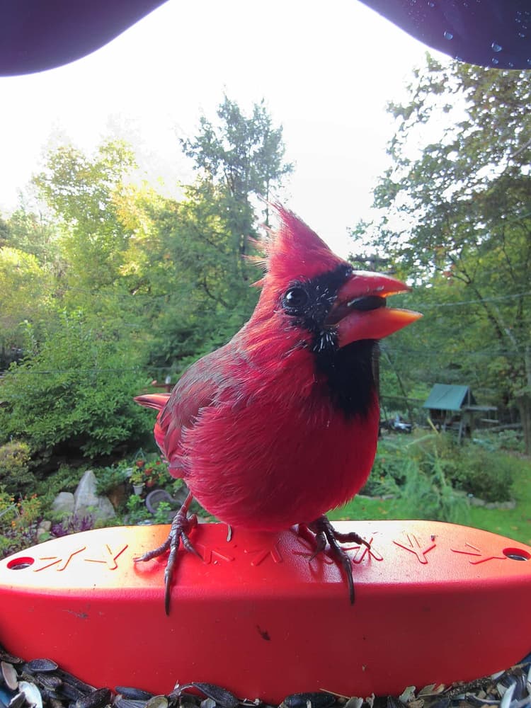 Adult male Northern Cardinal